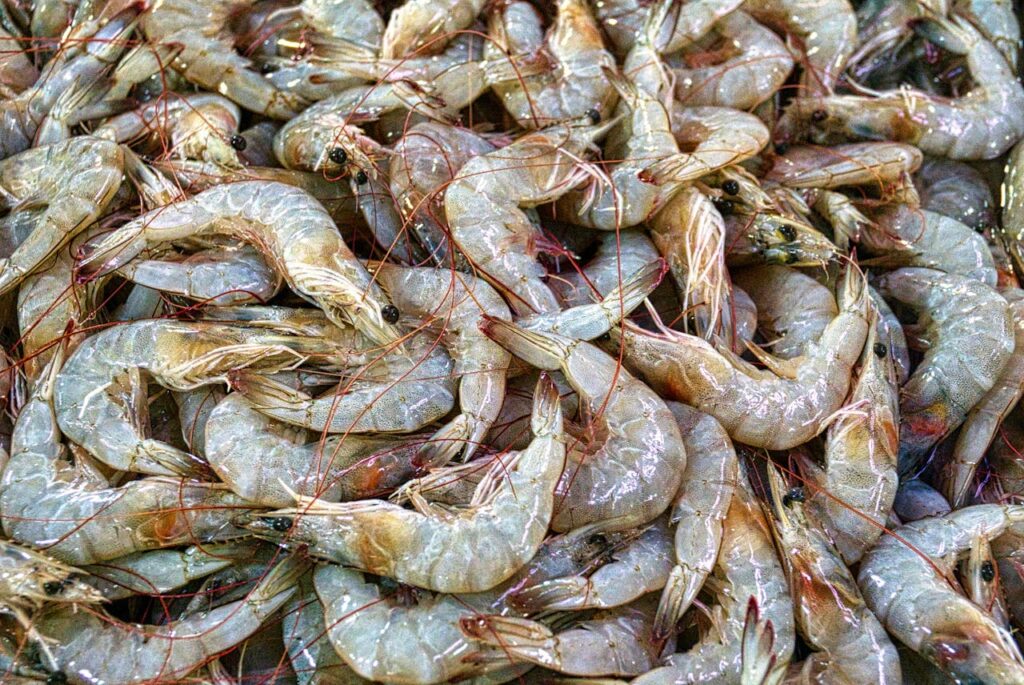 Fresh Prawns